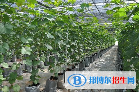 大理中專學(xué)校哪個比較好