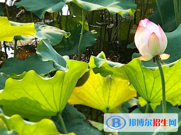 安徽汽車職業(yè)技術(shù)學(xué)院2019年單招錄取分?jǐn)?shù)線