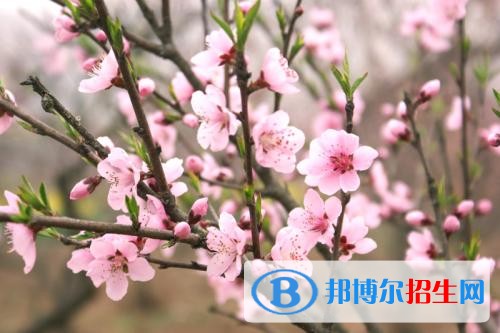 陜西航空職業(yè)技術(shù)學(xué)院五年制大專2019年報(bào)名條件、招生要求、招生對(duì)象