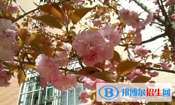  岐山高級(jí)中學(xué)2020年報(bào)名條件、招生對(duì)象以及招生要求